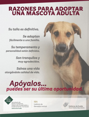 Adopta adultos