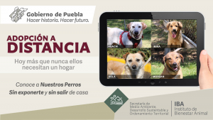 Adopci&oacute;n a distancia