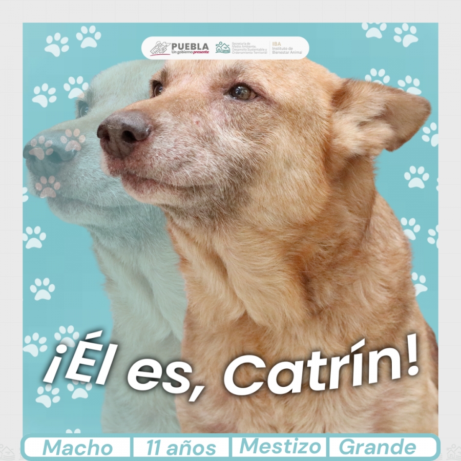 CATRÍN